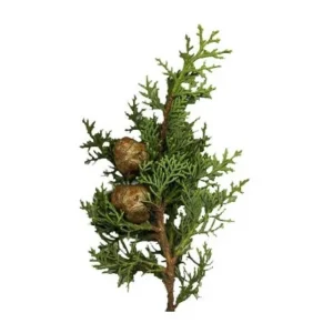 NATURE SOIN HUILE ESSENTIELLE DE CYPRÈS 10ML