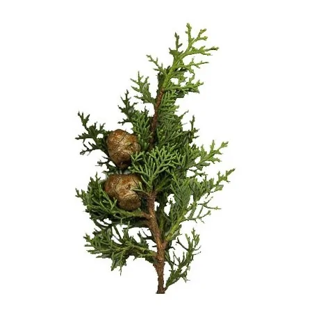 NATURE SOIN HUILE ESSENTIELLE DE CYPRÈS 10ML